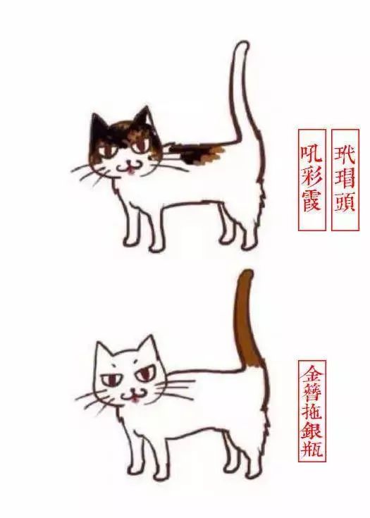 中国人最喜欢养的五种猫！你家主子入选了吗？(图7)