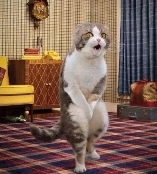 猫主子的尿正常吗？这几件事可判断！只花2毛钱就能测试(图4)