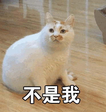 猫咪把米桶当猫砂盆，埋得太深几天后才发现！怎样教育做坏事的猫(图15)