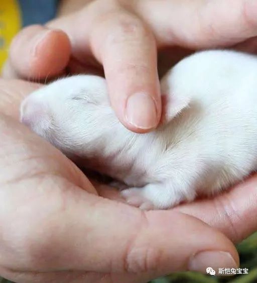 母兔生宝宝后竟然要踩死孩子，该怎么办呢？(图5)