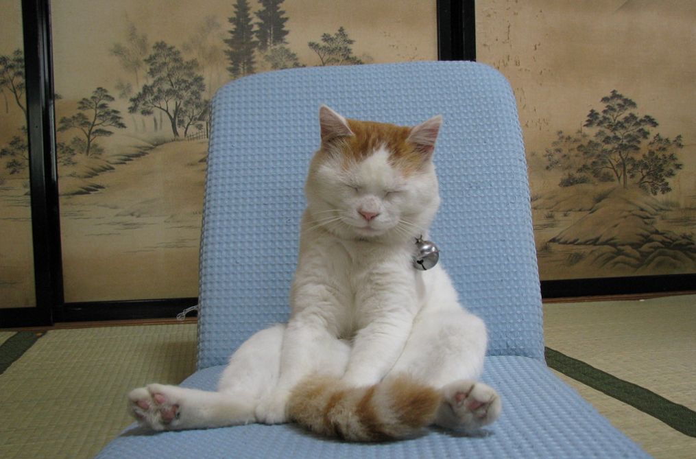 初代网红猫「猫叔」去世！他活到18岁的长寿秘诀你也应该记住(图10)