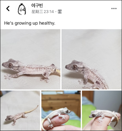 莉莉白新表型还是隐藏新基因？韩国网友孵化的银白灰斑睫角守宫(图6)