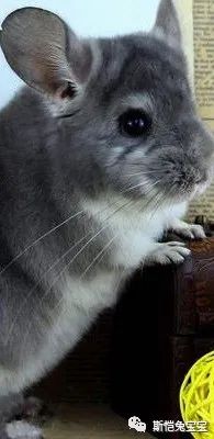 将龙猫毁容的，居然是这个家伙(图3)