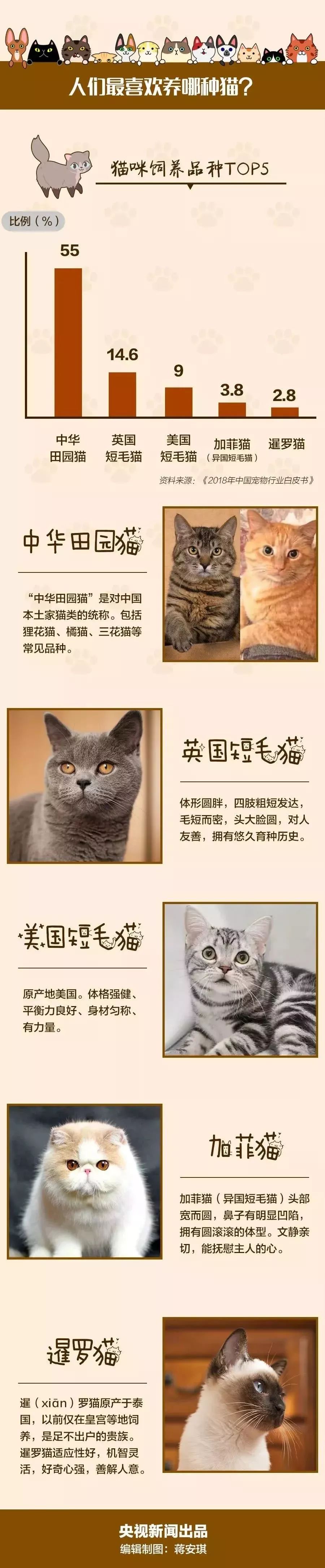 中国人最喜欢养的五种猫！你家主子入选了吗？(图1)
