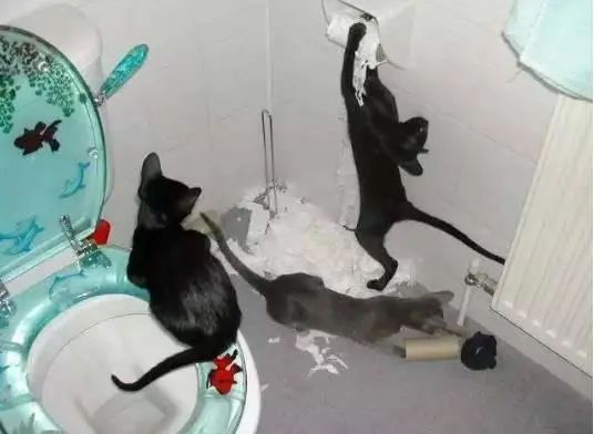猫咪拆家搞破坏，可能因为想你了！(图10)
