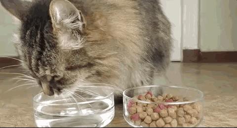 20岁老猫依然萌如小奶猫！保持猫咪童颜的秘诀只是简单一件事(图4)
