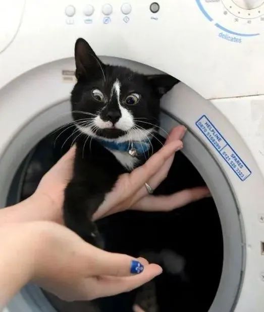 洗衣机又杀死了一只猫！养猫家庭洗衣服前，有件事不能偷懒(图19)