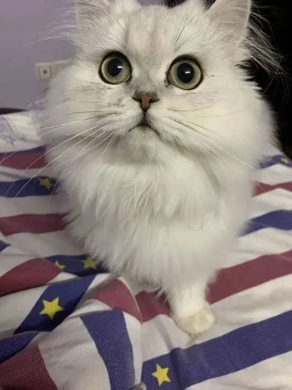 一周内两只猫外出洗澡，一死一伤！带猫去洗澡必须做好两件事(图5)