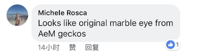BREAKING NEWS!!!豹纹守宫最新眼部变异？史矛革巨龙觉醒！(图8)