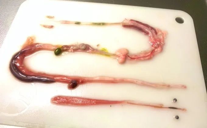 日本网友拍摄的制作蛇类标本全过程，居然还是生物解剖学的教学科普(图7)