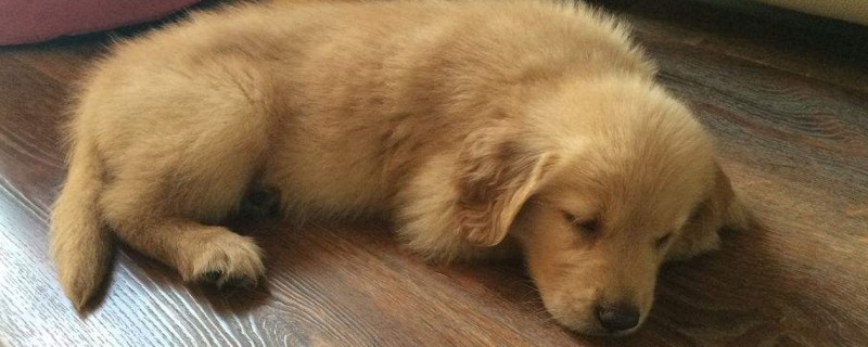 部分狗粮创造历程，自治犬粮配方及教程