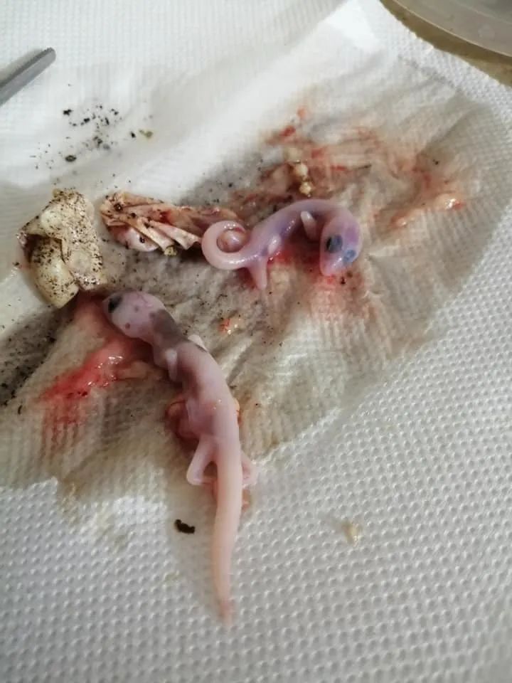 墨西哥网友意外孵化的超级奶牛，延续着肥尾守宫难逃的致命魔咒！(图8)