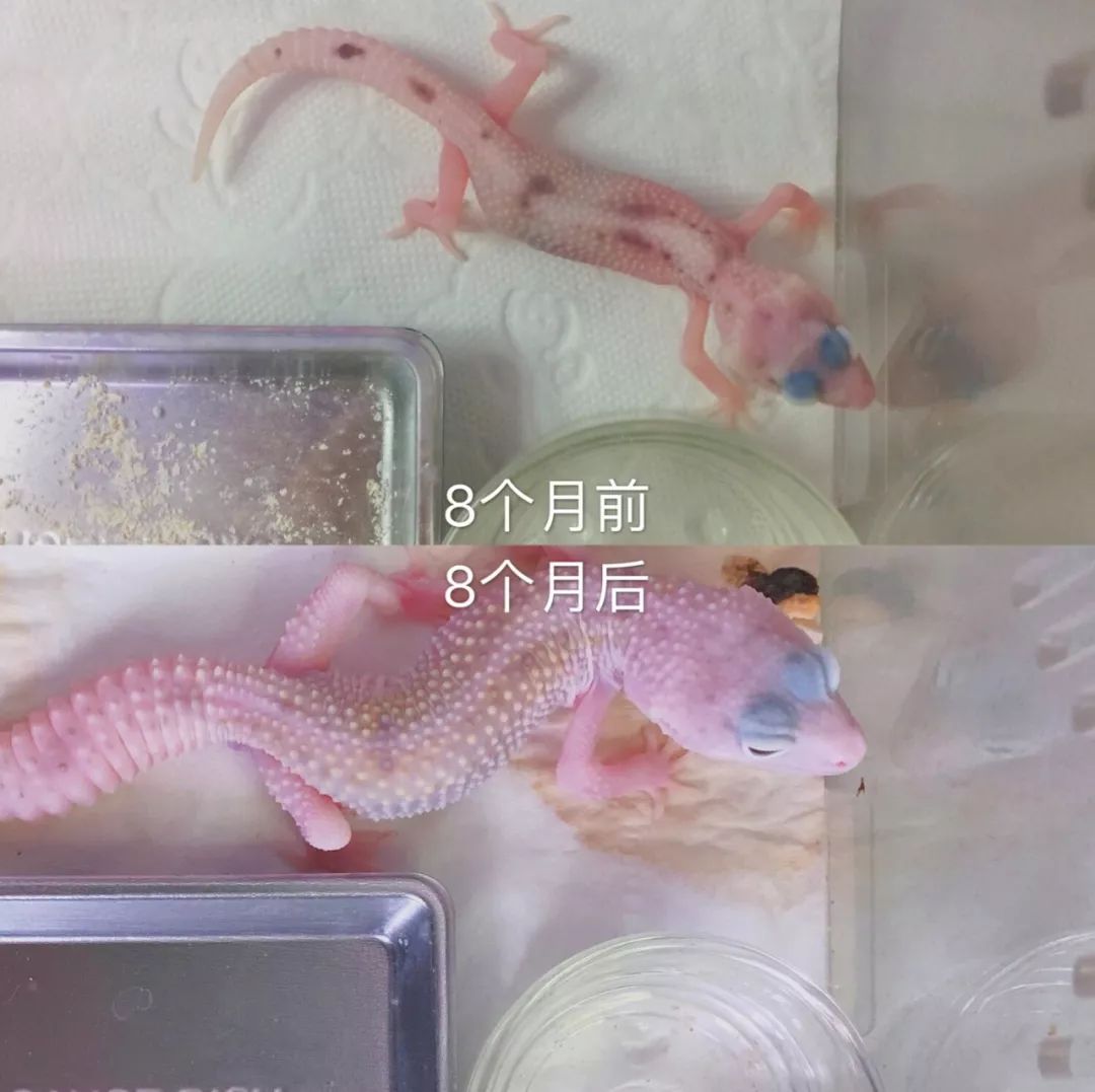别的女生桌上是各种美妆杂志和化妆品，养爬妹子的桌上确放着豹纹守(图7)