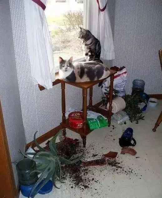 猫咪拆家搞破坏，可能因为想你了！(图7)