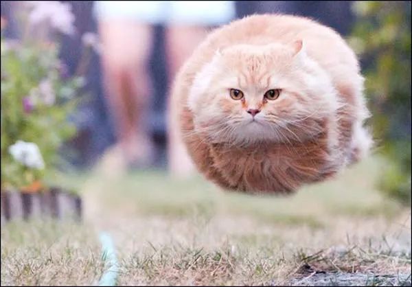 主人的错误习惯会让猫咪短命！严格按包装指引喂猫为啥不对？(图6)