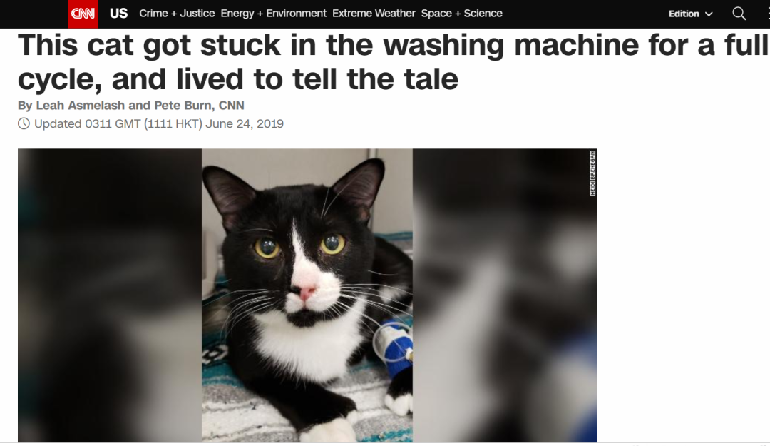 洗衣机又杀死了一只猫！养猫家庭洗衣服前，有件事不能偷懒(图7)