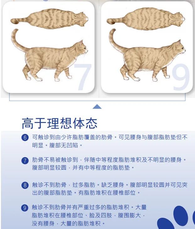 如此喂食不是爱猫是害猫，三分之一猫咪受害！钟南山也不这样喂(图8)