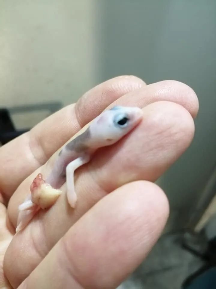 墨西哥网友意外孵化的超级奶牛，延续着肥尾守宫难逃的致命魔咒！(图5)