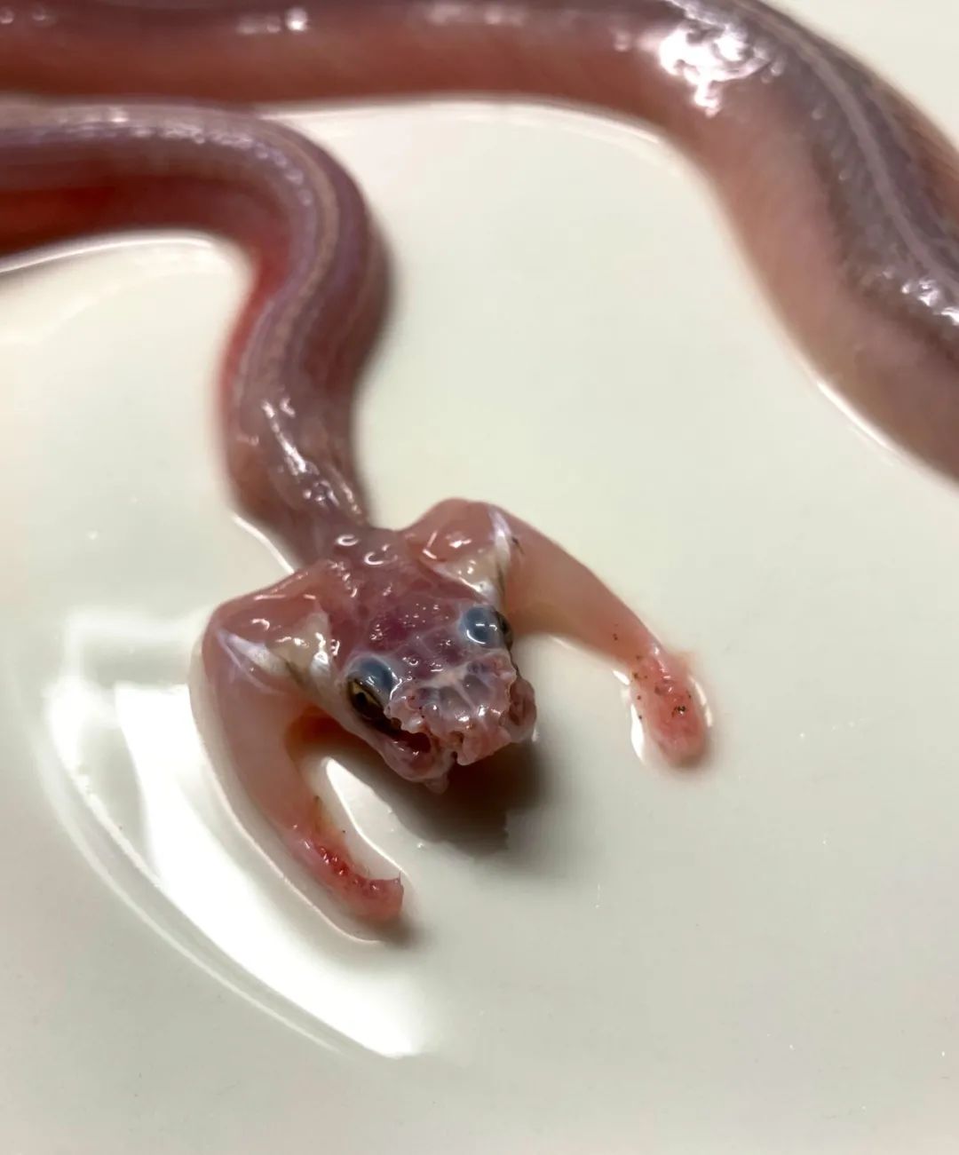 日本网友拍摄的制作蛇类标本全过程，居然还是生物解剖学的教学科普(图9)