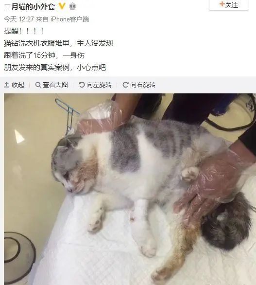 洗衣机又杀死了一只猫！养猫家庭洗衣服前，有件事不能偷懒(图8)