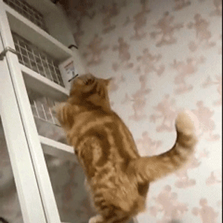 每天应该喂猫几次？别再用养猪的方式喂猫了(图10)