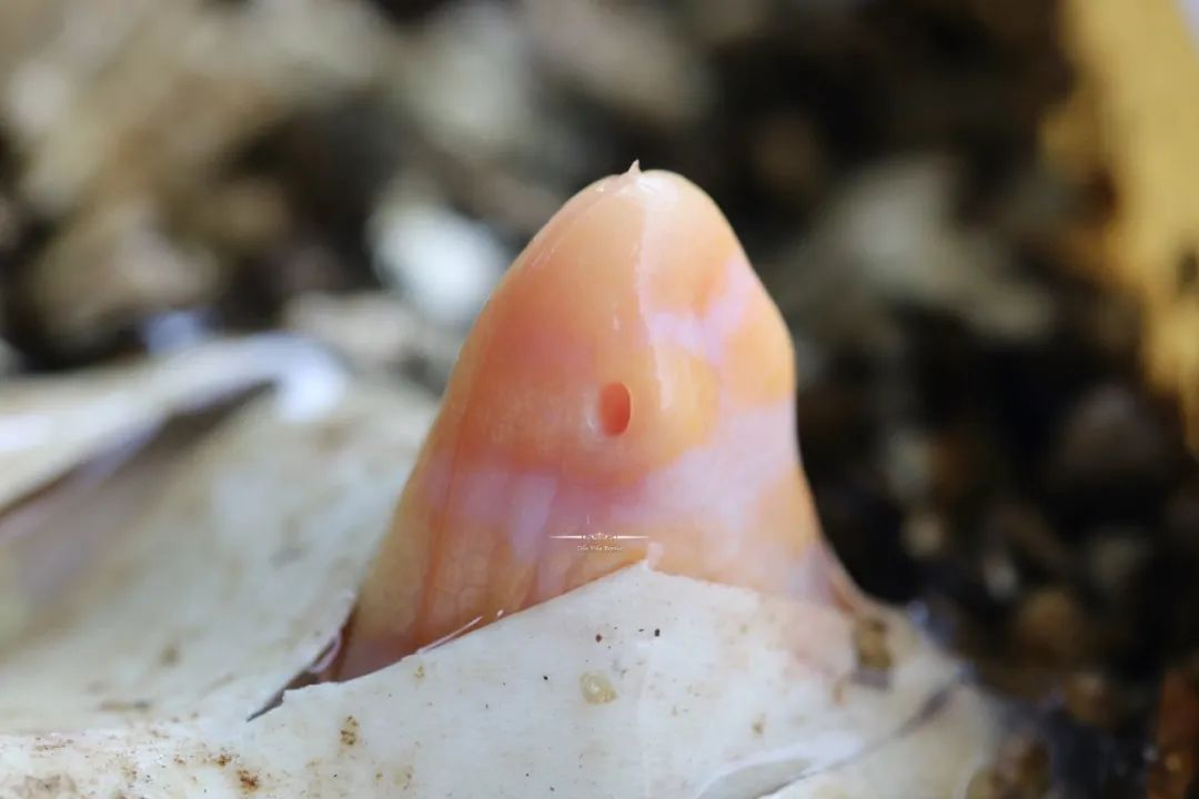 全球首例！人工孵化白化泽巨蜥，绝对是你难以抗拒的网红“美味”！(图3)