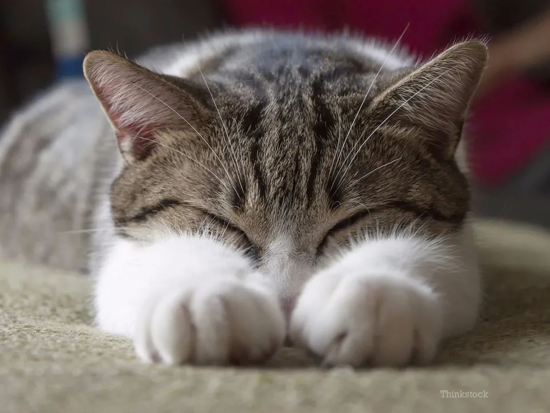 猫咪绝育后突然死亡，医院说是心脏?。±纯纯茨慵抑髯邮欠裼蟹缦?图11)