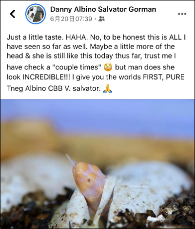 全球首例！人工孵化白化泽巨蜥，绝对是你难以抗拒的网红“美味”！(图1)
