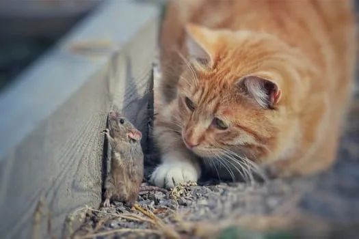 猫咪几岁算老猫？这样喂猫，能让主子活上「百岁」(图10)