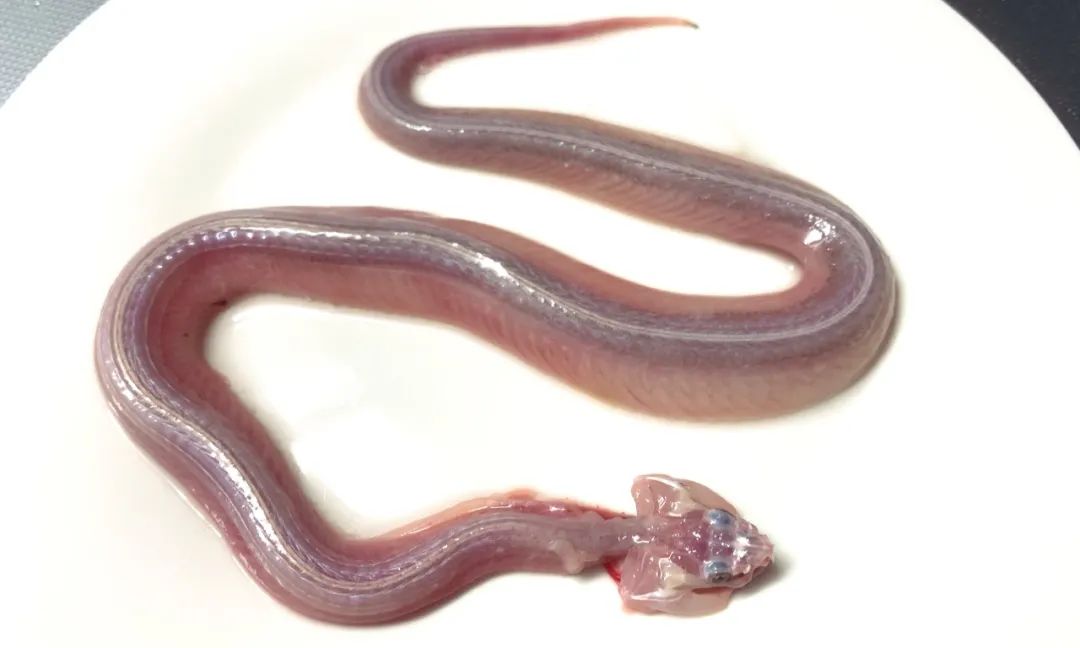 日本网友拍摄的制作蛇类标本全过程，居然还是生物解剖学的教学科普(图2)