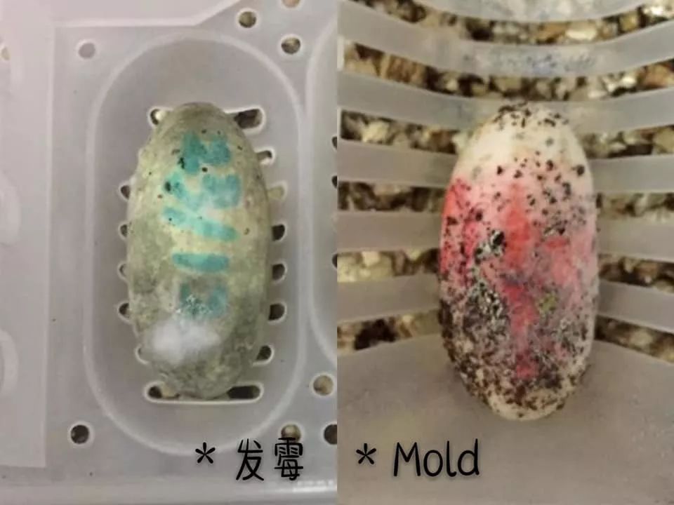肥尾守宫繁殖业者的心酸╥﹏╥，作为爬宠玩家的你是否能够体会得到(图3)