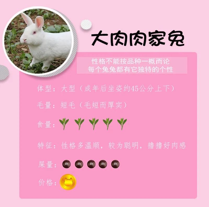 若你内心不够强大，千万不要去养兔子(图6)