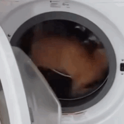 洗衣机又杀死了一只猫！养猫家庭洗衣服前，有件事不能偷懒(图12)