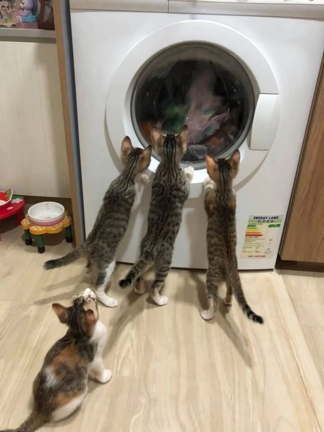 洗衣机又杀死了一只猫！养猫家庭洗衣服前，有件事不能偷懒(图10)