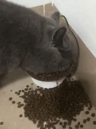 猫咪吃渴望和爱肯拿也差点肾衰！宠物医生教你怎么保养预防(图10)