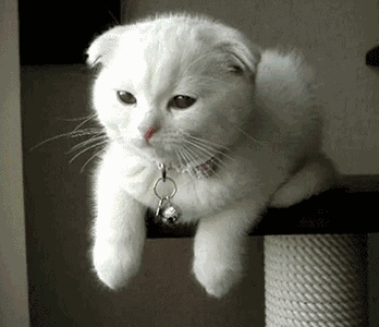 猫这10个动作是在说「我爱你」！爱猫咪，你就必须做好三件事(图7)