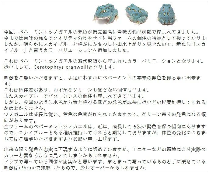 日本角蛙繁育大神的“梦幻天蓝”角蛙，售价堪称业界良心！(图2)