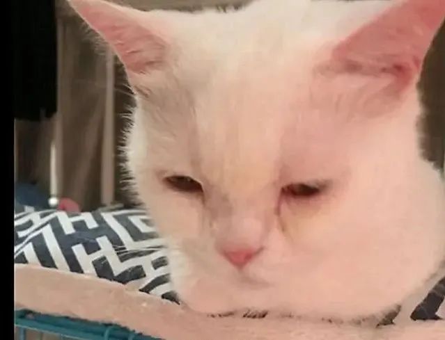 猫咪绝育后突然死亡，医院说是心脏病！来看看你家主子是否有风险(图1)