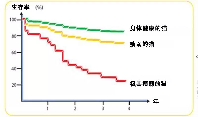 猫咪吃渴望和爱肯拿也差点肾衰！宠物医生教你怎么保养预防(图6)