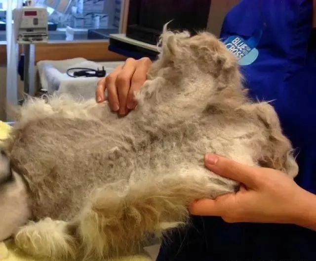 布偶两年没洗澡猫毛打结半斤重，被主人抛弃！养长毛猫做好这些事(图3)