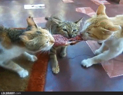 向猫说「我爱你」的正确方式！真爱猫就别让他只吃猫粮(图2)