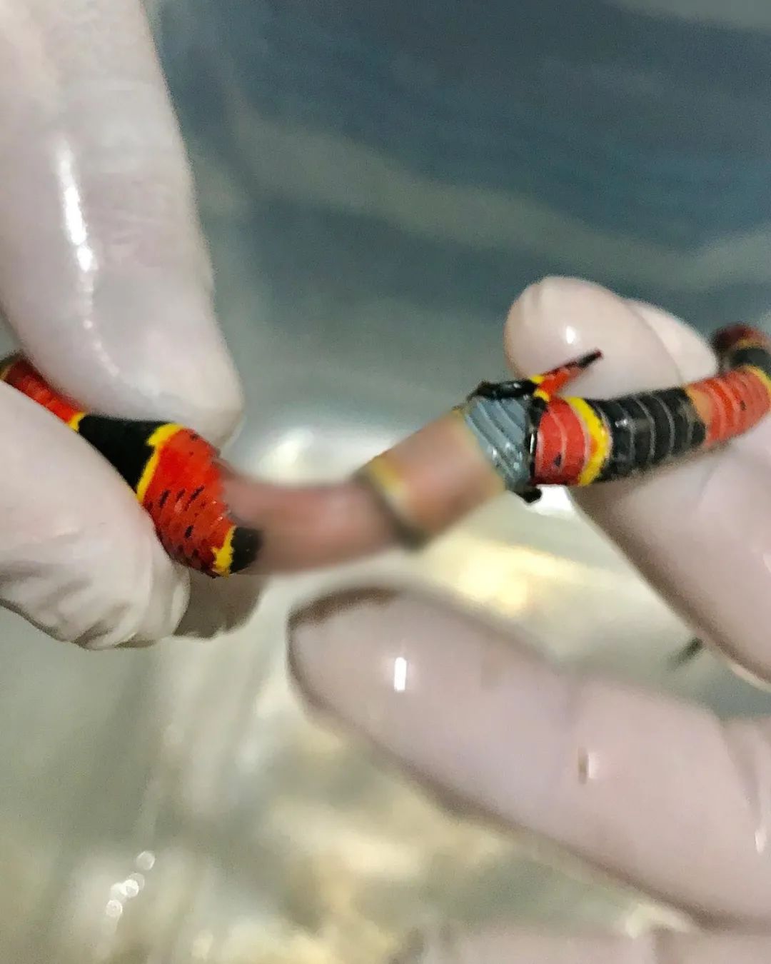 珊瑚蛇被野猫“剥皮”，手术很成功！但兽医的点评更值得赞赏(图5)