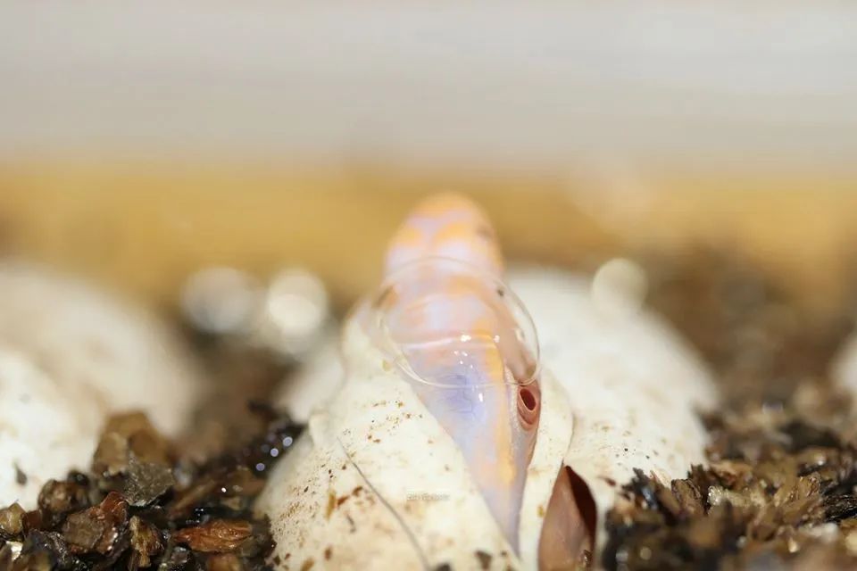 全球首例！人工孵化白化泽巨蜥，绝对是你难以抗拒的网红“美味”！(图12)
