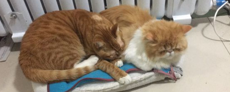 颗粒搞猫粮怎样自治，自治颗粒猫粮简略方式