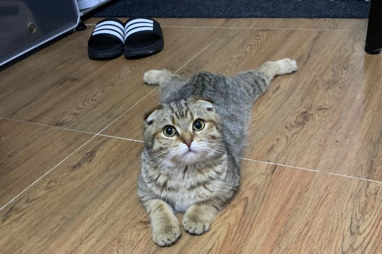 猫丢了怎样找回顾
