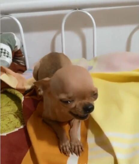 为什么那么多人腻烦吉娃娃？