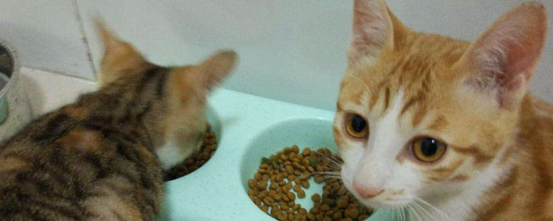 黄昏要没有要搁猫粮，猫夜半须要用饭吗