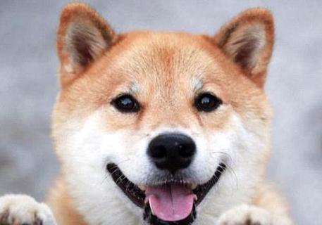 日本柴犬多少钱一只？怎么选购？(图1)