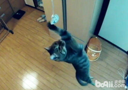 猫咪具备无与匹敌的腾跃本领？