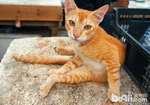 从海外戴猫咪归国要注沉什么？